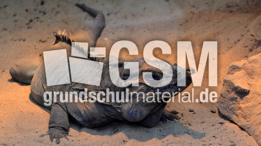 Nashornleguan (2).jpg